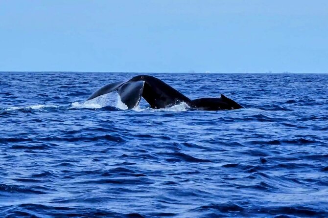 Private Whale Watching Adventure - The Experience of Searching for Whales