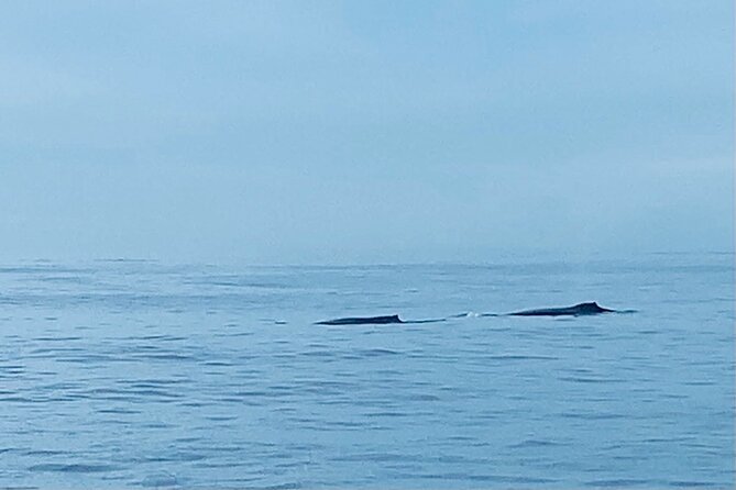 Private Whale Watching and Dolphin Excursion - The Experience of Wildlife Sightings