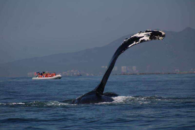 Private whale watching in mazatlan - Discover the Exclusive Private Whale Watching Tour in Mazatlan