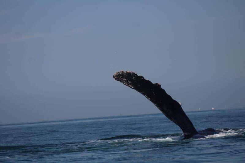 Private whale watching in mazatlan - What Makes This Mazatlan Whale Watching Tour Unique