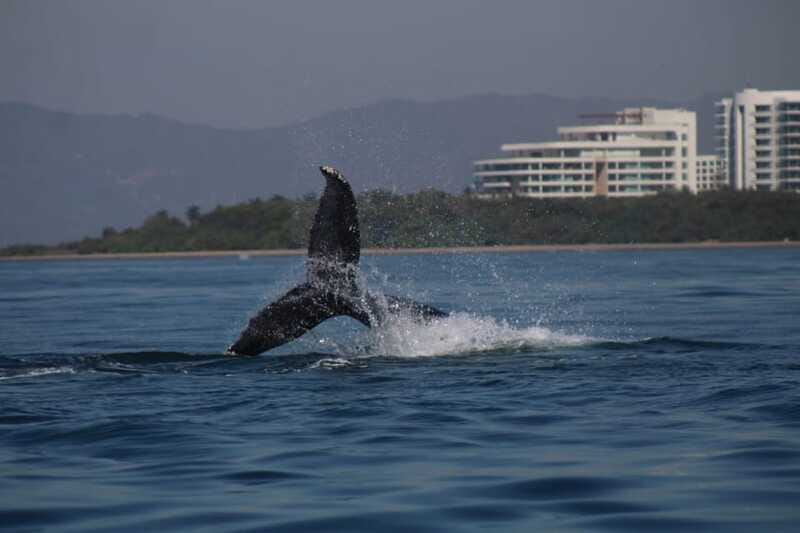 Private whale watching in mazatlan - The Experience: Watching Whales and Dolphins in Action