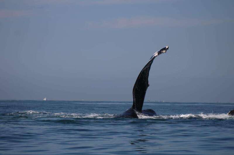 Private whale watching in mazatlan - Comparing This Tour to Other Mazatlan Marine Experiences