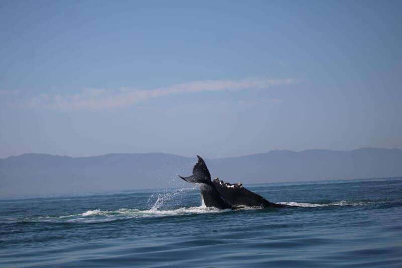 Private whale watching in mazatlan - Who Will Enjoy This Private Whale Watching Tour?