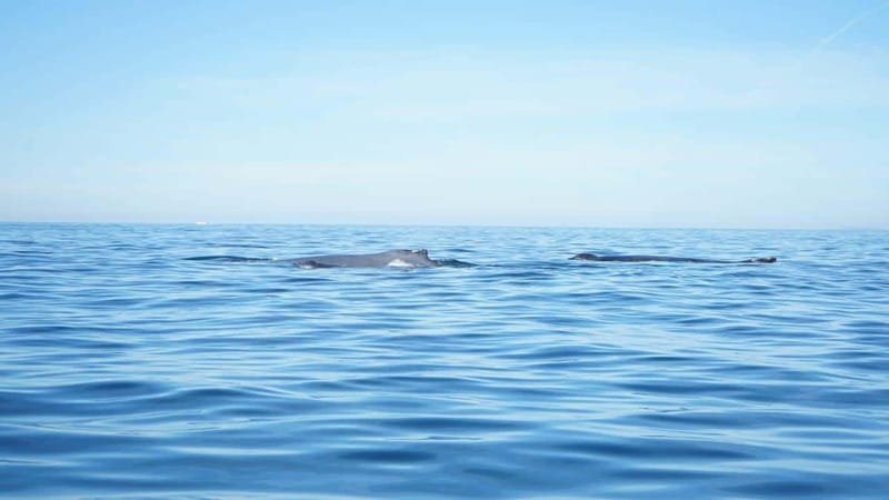 Private whale watching in mazatlan - Final Thoughts on the Mazatlan Whale Watching Experience