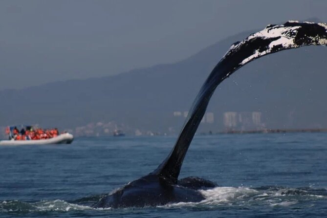 Private whale watching in Puerto Vallarta for 3 Hours - Discover the Private Whale Watching Tour in Puerto Vallarta