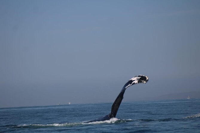 Private whale watching in Puerto Vallarta for 3 Hours - Key Points