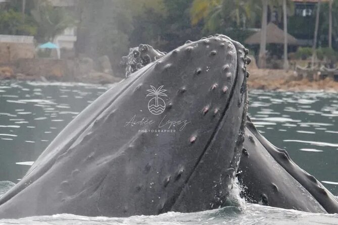 Private whale watching in Puerto Vallarta for 3 Hours - What’s Included in the Tour