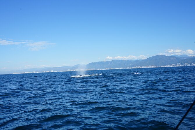 Private whale watching in Puerto Vallarta for 3 Hours - Meeting Point at Los Peines, Isla Iguana