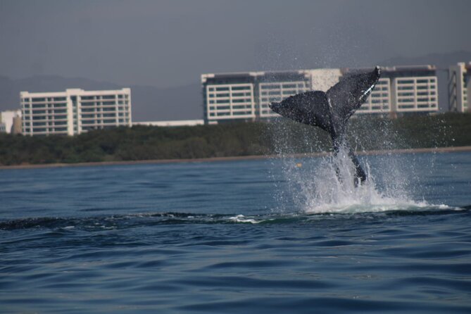 Private whale watching in Puerto Vallarta for 3 Hours - Accessibility and Participation