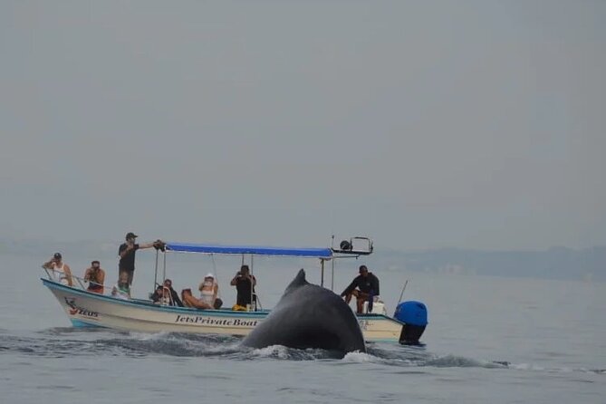 Private whale watching in Puerto Vallarta for 3 Hours - The Experience of Sightings and Wildlife