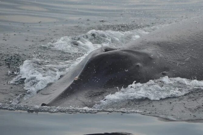 Private whale watching in Puerto Vallarta for 3 Hours - Pricing and Booking Considerations