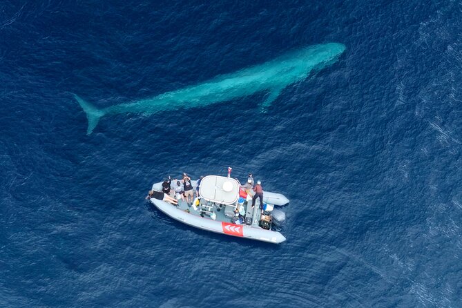 Private Whale Watching in San Diego on a Premium Zodiac - Discover the Unique Charm of Private Whale Watching in San Diego on a Premium Zodiac