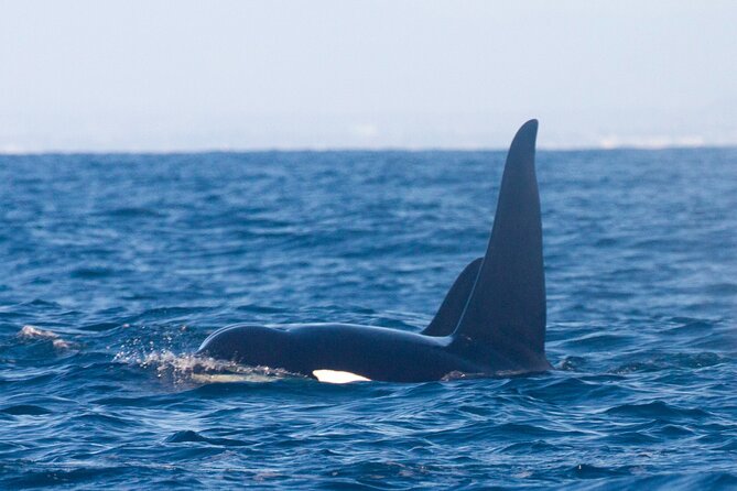 Private Whale Watching in San Diego on a Premium Zodiac - Wildlife Encounters: Whales, Dolphins, and Sea Lions