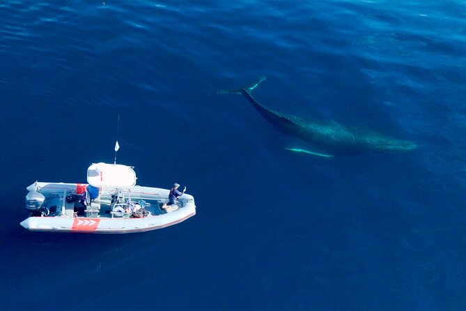 Private Whale Watching in San Diego on a Premium Zodiac - What Not Included and Practical Tips