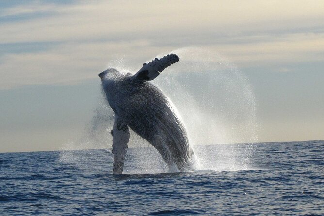 Private Whale Watching in San José del Cabo - Outfitted with Expert Guides and Equipment