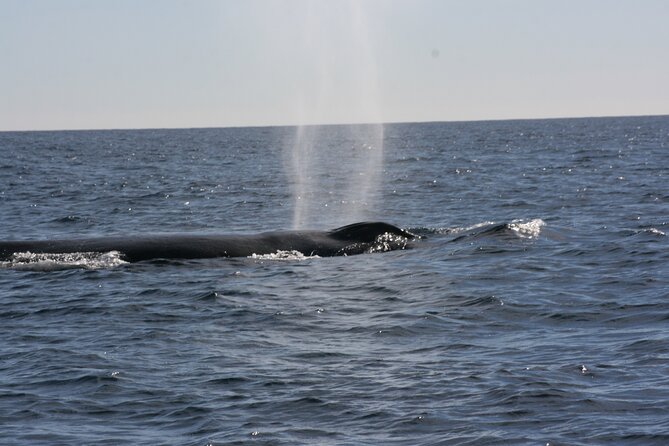 Private Whale Watching in San José del Cabo - Comfortable, Hassle-Free Transportation