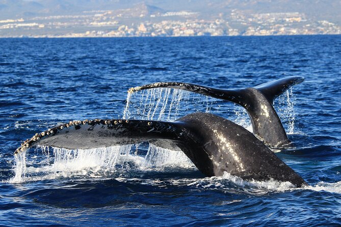 Private Whale Watching in San José del Cabo - The Role of Guides in Your Whale Watching Journey