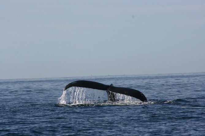 Private Whale Watching in San José del Cabo - The Boat and Equipment Features