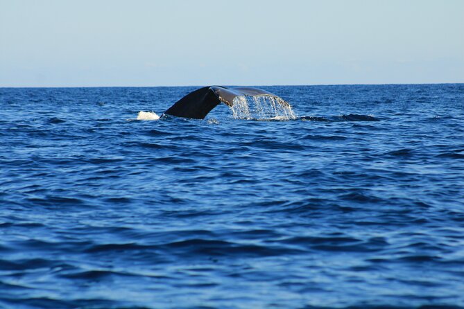 Private Whale Watching in San Jose Del Cabo snack,drinks,Warranty - Catch Majestic Humpback Whales on a Private Tour in San Jose del Cabo