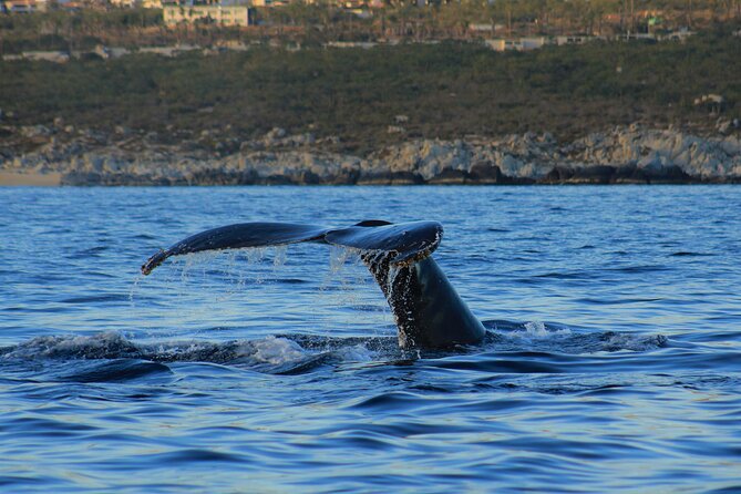 Private Whale Watching in San Jose Del Cabo snack,drinks,Warranty - The Experience with Marine Life Experts