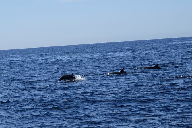 Private Whale Watching in San Jose Del Cabo snack,drinks,Warranty - Ideal Timing and Best Season for Whale Sightings