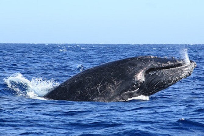 Private Whale Watching in San Jose Del Cabo snack,drinks,Warranty - Responsible Ecotourism and Environmental Respect