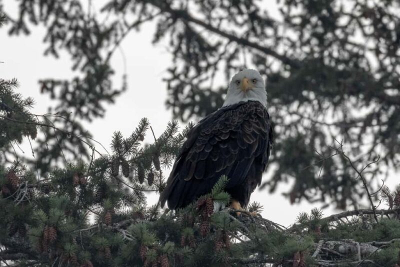 Private Whale Watching Nanaimo - Open Boat - Starting at Nanaimos Waterfront Office