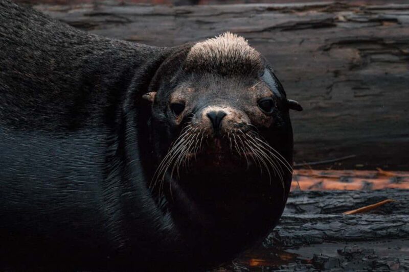 Private Whale Watching Nanaimo - Semi-Covered Boat - Educational Focus on Marine Conservation