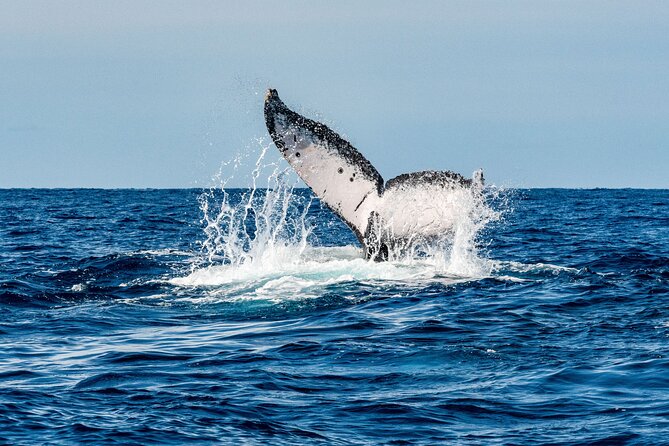 Private Whale Watching Panga Tour in Cabo San Lucas - Visiting the Iconic Arch of Cabo San Lucas and Surrounding Sites