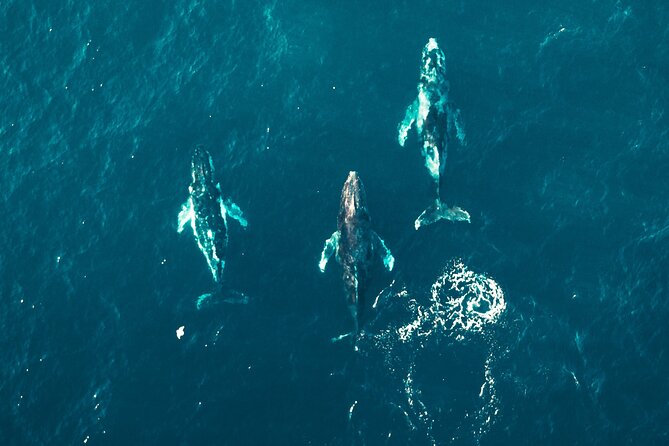 Private Whale Watching Panga Tour in Cabo San Lucas - Weather and Cancellation Policies