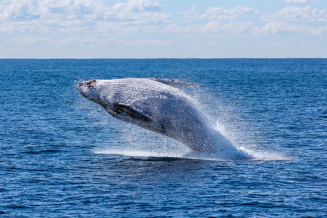 Private Whale Watching Panga Tour in Cabo San Lucas - The Sum Up: An Exclusive and Scenic Whale Watching Experience