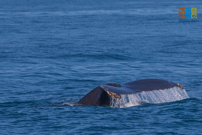 Private Whale watching Puerto Vallarta - Exciting Private Whale Watching in Puerto Vallarta for Up to 6 People