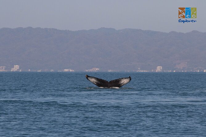 Private Whale watching Puerto Vallarta - Unique Aspects of the Marine Wildlife Experience