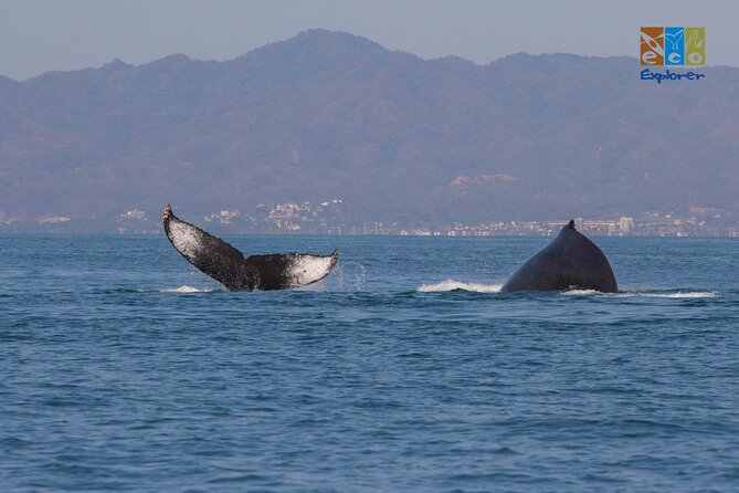 Private Whale watching Puerto Vallarta - The Boat and Safety Features