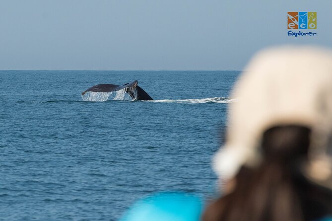 Private Whale watching Puerto Vallarta - Guides and Their Expertise