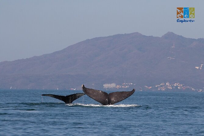 Private Whale watching Puerto Vallarta - Conservation and Responsible Wildlife Watching