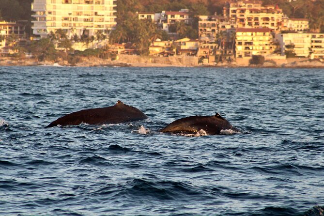 Private Whale Watching Sailing Tour - Included Snacks and Refreshments