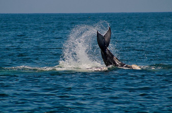 Private Whale Watching Sailing Tour - Guide Expertise and Customer Service