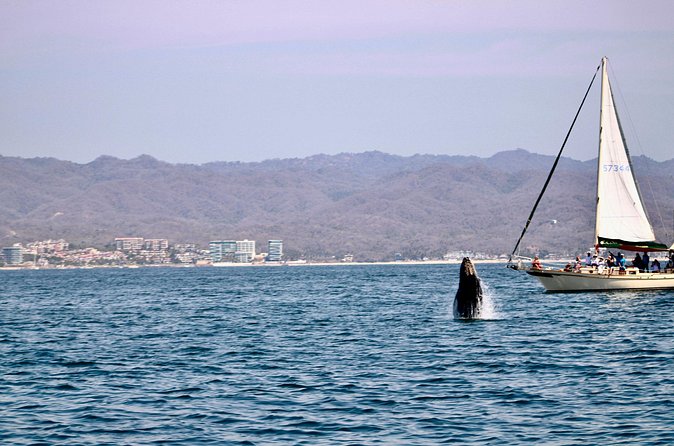 Private Whale Watching Sailing Tour - Practical Considerations and Accessibility