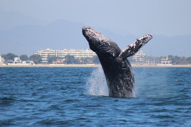 Private Whale Watching Tour in Puerto Vallarta - What Makes This Whale Watching Tour Stand Out in Puerto Vallarta