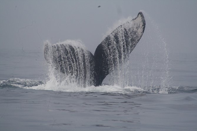 Private Whale Watching Tour in Puerto Vallarta - The Marine Biologist Guide and Educational Highlights