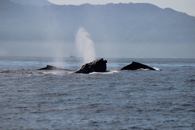 Private Whale Watching Tour in Puerto Vallarta - Food and Beverages on Board