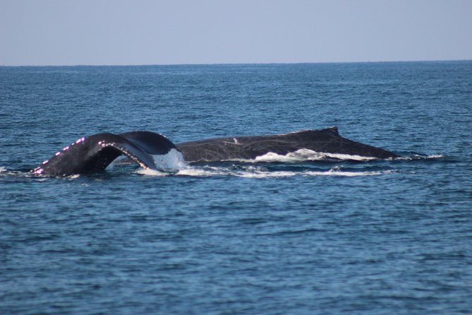 Private Whale Watching Tour in Puerto Vallarta - Meeting Point and Accessibility