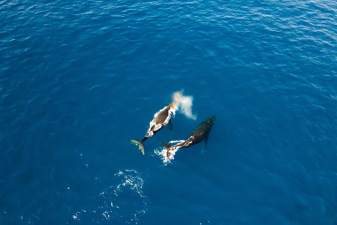 Private Whale Watching Tour of Oahu - Scenic Views of North Shore Beaches and Mountains