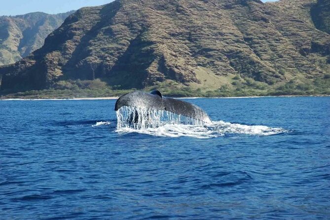 Private Whale Watching Tour of Oahu - What Makes This Tour Unique Compared to Others