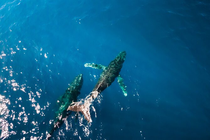 Private Whale Watching Tour of Oahu - The Experience Provider: Deep Blue Eco Tours