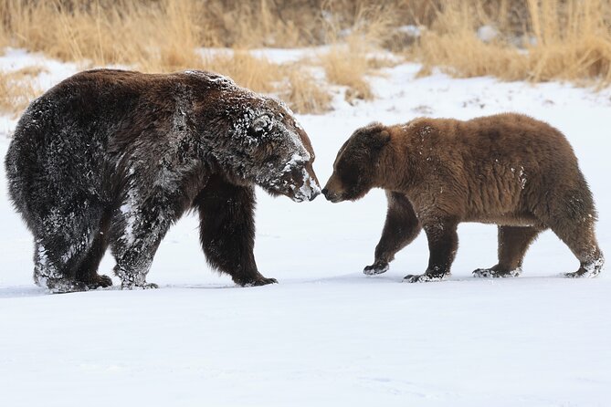 Private Whittier Cruise Transit Tour With AWCC - Scenic Stop at Portage Lake and Chugach National Forest Information Center