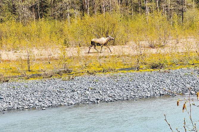 Private Whittier Cruise Transit Tour With AWCC - Potter Marsh Bird Sanctuary’s Abundant Wildlife