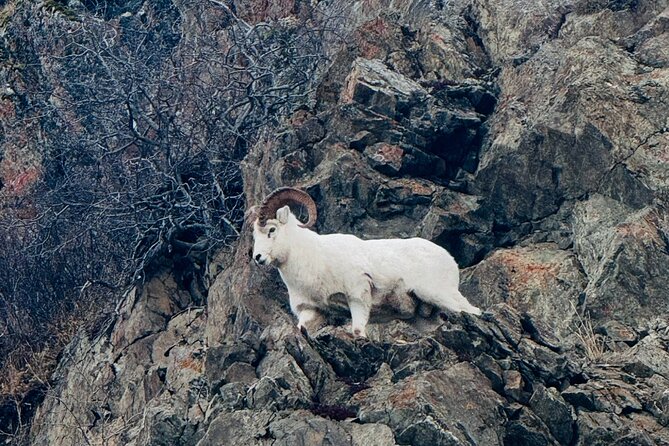 Private Whittier Cruise Transit Tour With AWCC - Earthquake Park as a Cultural and Geologic Landmark