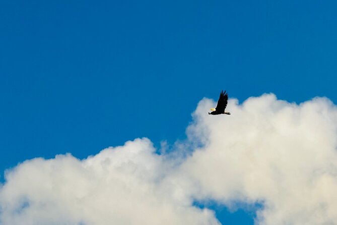 Private Whittier Cruise Transit Tour With AWCC - Practical Details: Transport, Group Size, and Flexibility